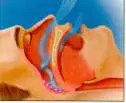 Anatomical illustration of the oral cavity , specifically focusing on the soft palate and uvula